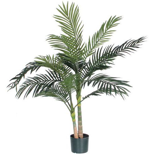 Palmu Areca Golden Cane 120 cm - Vepabins